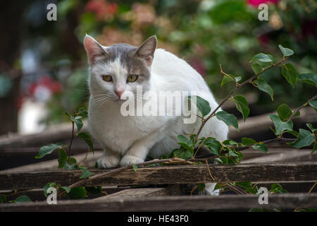 L'un gris et blanc les chats sauvages assis sur treillis en bois looking at camera de bougainvilliers derrière Banque D'Images