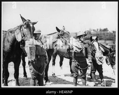 Masque à gaz percer pour chevaux d'artillerie Banque D'Images