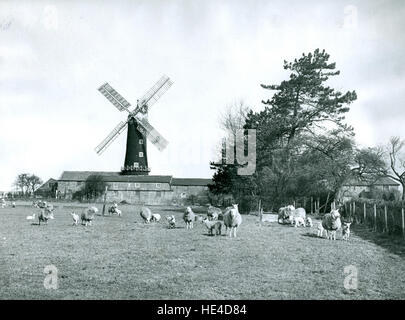 Moulin à vapeur Skidby qui DDX 1950272-11 Banque D'Images