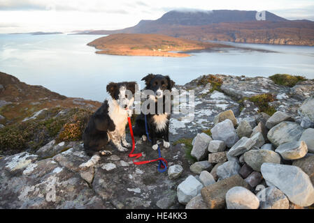 Deux Collie berger écossais dans les Highlands, Ecosse, Ullapool. Banque D'Images