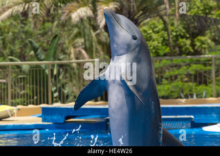 Making a Splash dans Palmitos Park Banque D'Images
