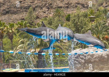 Making a Splash dans Palmitos Park Banque D'Images