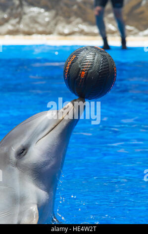 Making a Splash dans Palmitos Park Banque D'Images