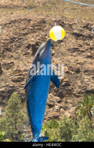 Making a Splash dans Palmitos Park Banque D'Images