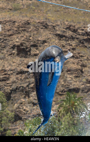 Making a Splash dans Palmitos Park Banque D'Images