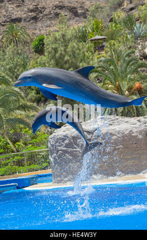 Making a Splash dans Palmitos Park Banque D'Images