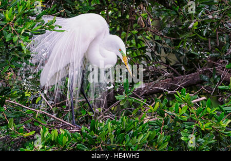 Grande Aigrette en période de reproduction Banque D'Images