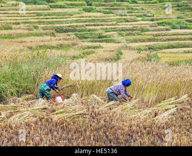 YUANYANG, CHINE - le 19 septembre 2014 : les femmes recueillent la récolte de riz d'automne à Yuanyang, terrasses de riz de la province de Yunnan, Chine le 19 septembre 2014. Banque D'Images