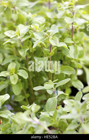 Sweet ou nouée La marjolaine (Origanum majorana) Banque D'Images