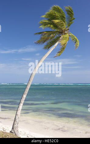 Le cocotier sur la plage, la République dominicaine, Caraïbes Banque D'Images