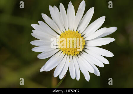 La Marguerite commune (Bellis perennis) Banque D'Images