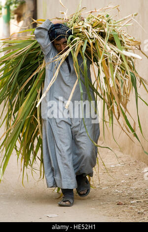 Agriculteur transportant la canne à sucre, Cisjordanie, Louxor, vallée du Nil, l'Egypte, l'Afrique Banque D'Images