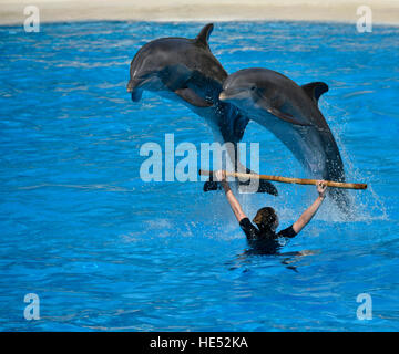 Spectacle de dauphins communs de l'Atlantique, ou les grands dauphins (Tursiops truncatus) saut, Loro Parque, Puerto de la Cruz, Tenerife Banque D'Images