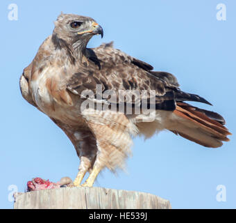 Buse à queue rousse (Buteo jamaicensis) rongeur alimentation Banque D'Images