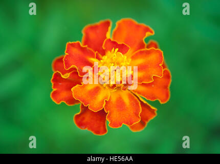 Macro photo de marigold. Vue d'en haut. Banque D'Images