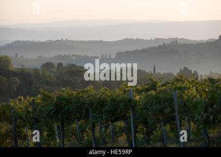 Vignobles de la famille de la Strada Comunale di Santa Lucia, San Gimignano, Italie Banque D'Images