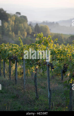 Vignobles de la famille de la Strada Comunale di Santa Lucia, San Gimignano, Italie Banque D'Images