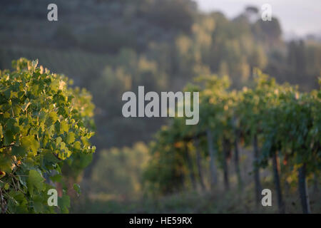 Vignobles de la famille de la Strada Comunale di Santa Lucia, San Gimignano, Italie Banque D'Images