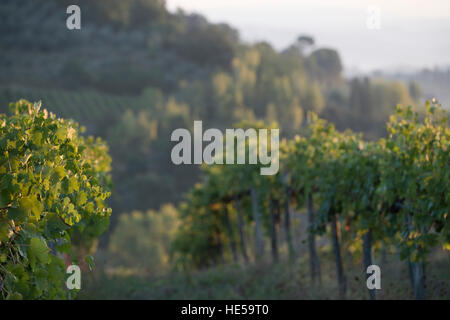 Vignobles de la famille de la Strada Comunale di Santa Lucia, San Gimignano, Italie Banque D'Images