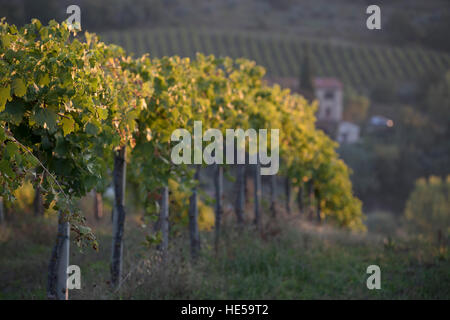 Vignobles de la famille de la Strada Comunale di Santa Lucia, San Gimignano, Italie Banque D'Images