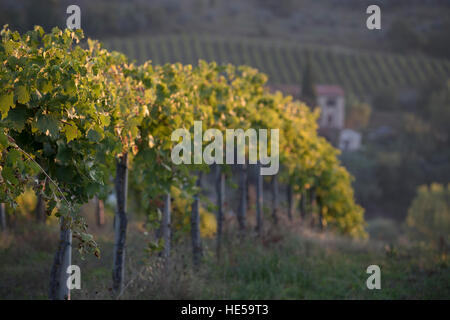 Vignobles de la famille de la Strada Comunale di Santa Lucia, San Gimignano, Italie Banque D'Images