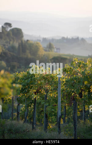 Vignobles de la famille de la Strada Comunale di Santa Lucia, San Gimignano, Italie Banque D'Images