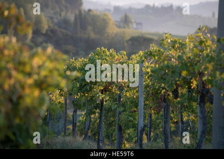 Vignobles de la famille de la Strada Comunale di Santa Lucia, San Gimignano, Italie Banque D'Images