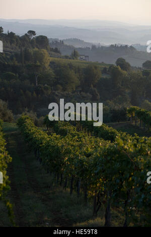 Vignobles de la famille de la Strada Comunale di Santa Lucia, San Gimignano, Italie Banque D'Images