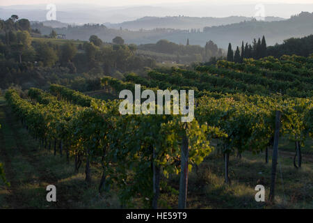 Vignobles de la famille de la Strada Comunale di Santa Lucia, San Gimignano, Italie Banque D'Images