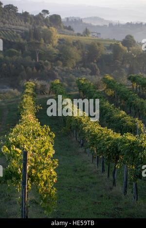 Vignobles de la famille de la Strada Comunale di Santa Lucia, San Gimignano, Italie Banque D'Images