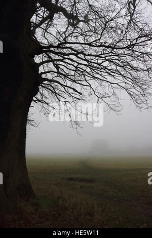 Tolworth, Surrey, UK. 25Th Dec 2016. Météo France : jour brumeux à Pigeon Forge. Arbres dans la brume sur un jour sombre et brumeux à Tolworth Court Farm Réserve Naturelle. © Julia Gavin UK/Alamy Live News Banque D'Images