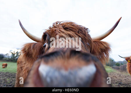 Un mignon petit-duc d'Highland cattle à droit dans la caméra très proche sur une ferme dans le Nord du Pays de Galles Flintshire Banque D'Images