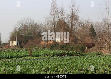 Xiaogan, Xiaogan, Chine. Dec 18, 2016. Xiaogan, Chine 18 décembre 2016 : (usage éditorial uniquement. Chine OUT) .Sangang Village, du village abandonné, dans le comté de Xiaogan Chateau Changyu Resort, le centre de la Chine, Province de Hubei, Décembre 18, 2016. Il y a eu plus de 200 villageois dans le village dans le temps passé, mais de nos jours, presque personne ne peut être vu dans le village parce que la plupart des villageois avaient déjà passé à d'autres endroits. © SIPA Asie/ZUMA/Alamy Fil Live News Banque D'Images