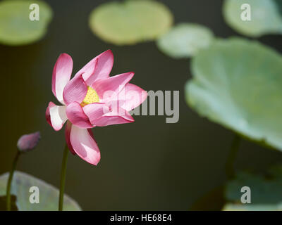 Gros plan d'une fleur de lotus. Hue, Vietnam. Banque D'Images