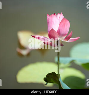 Gros plan d'une fleur de lotus. Hue, Vietnam. Banque D'Images