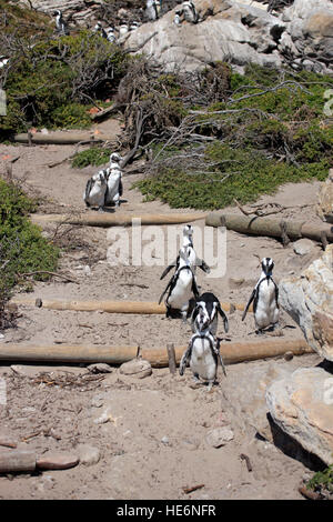 Jackass Penguin, (Spheniscus demersus), groupe marche, Betty's Bay, Western Cape, Afrique du Sud, l'Afrique Banque D'Images