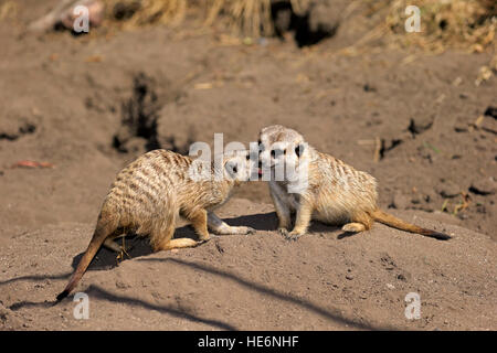 , Suricate (Suricata suricatta), deux, le comportement social, paire, couple, petit Karoo, Western Cape, Afrique du Sud, l'Afrique Banque D'Images