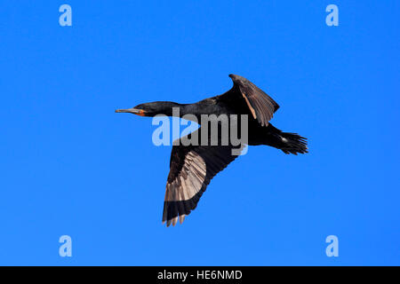 Cape, Cape Cormorant (Phalacrocorax capensis shag,), des profils battant, Betty's Bay, Western Cape, Afrique du Sud, l'Afrique Banque D'Images