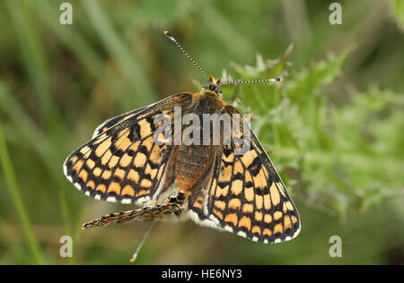 Une rare paire accouplée de Glanville fritillary (Melitaea cinxia papillons) trouvés dans la partie continentale de la Grande-Bretagne. Banque D'Images