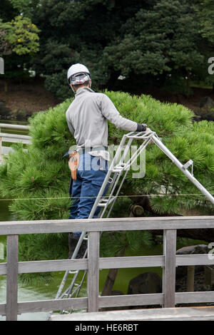 TOKYO, JAPON - 3 octobre, 2016 : personnes non identifiées ont fait l'élagage des pins à jardins Hamarikyu à Tokyo. C'est un parc public ouvert du 1er avril 194 Banque D'Images