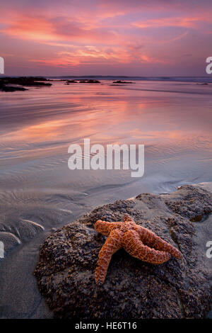 Étoile de mer sur la plage Banque D'Images