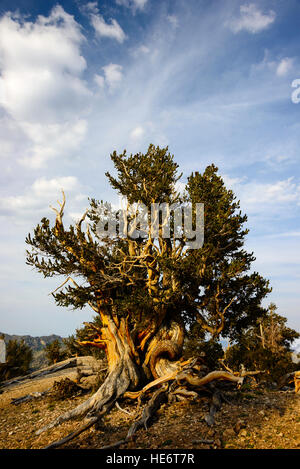 Bristlecone Pine dans les Montagnes Blanches Banque D'Images