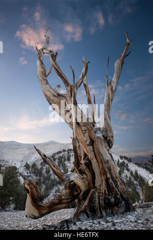 Bristlecone Pine dans les Montagnes Blanches Banque D'Images