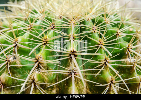 Close up textured de cactus Banque D'Images