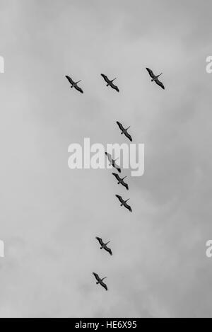 (Pelecanus conspicillatus pélicans australiens) vol en formation La formation d'un certain nombre sept dans le ciel Banque D'Images