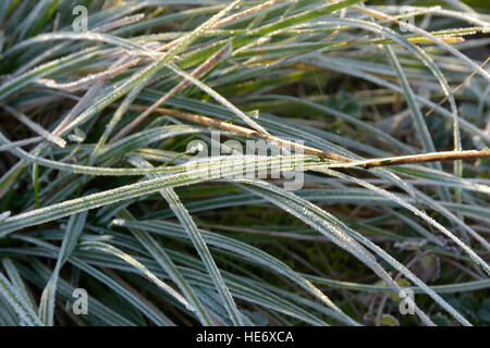 Givre sur les plantes dans les matins d'hiver glacial Banque D'Images