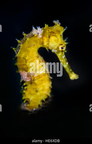 Hippocampe jaune Lembeh dans Banque D'Images