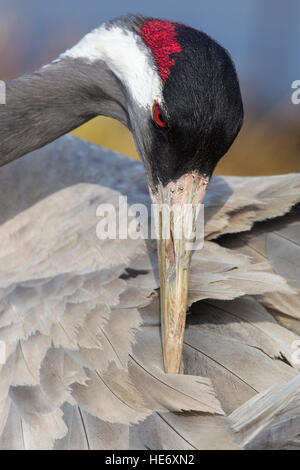 Crane, Grus grus, Kranich, Hornborga, Suède, au lissage Banque D'Images