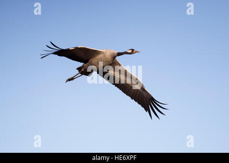 Crane, Grus grus, Kranich, Hornborga, Suède, flying crane Banque D'Images