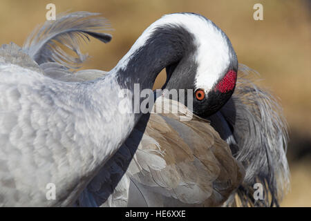 Crane, Grus grus, Kranich, Hornborga, Suède, au lissage Banque D'Images